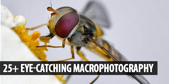 25-EyeCatching-Macrophotography